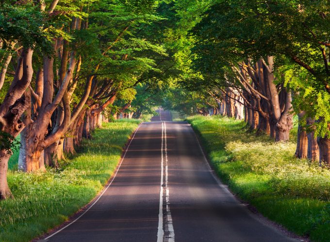 Wallpaper road, trees, summer, 4k, Nature 6515618461
